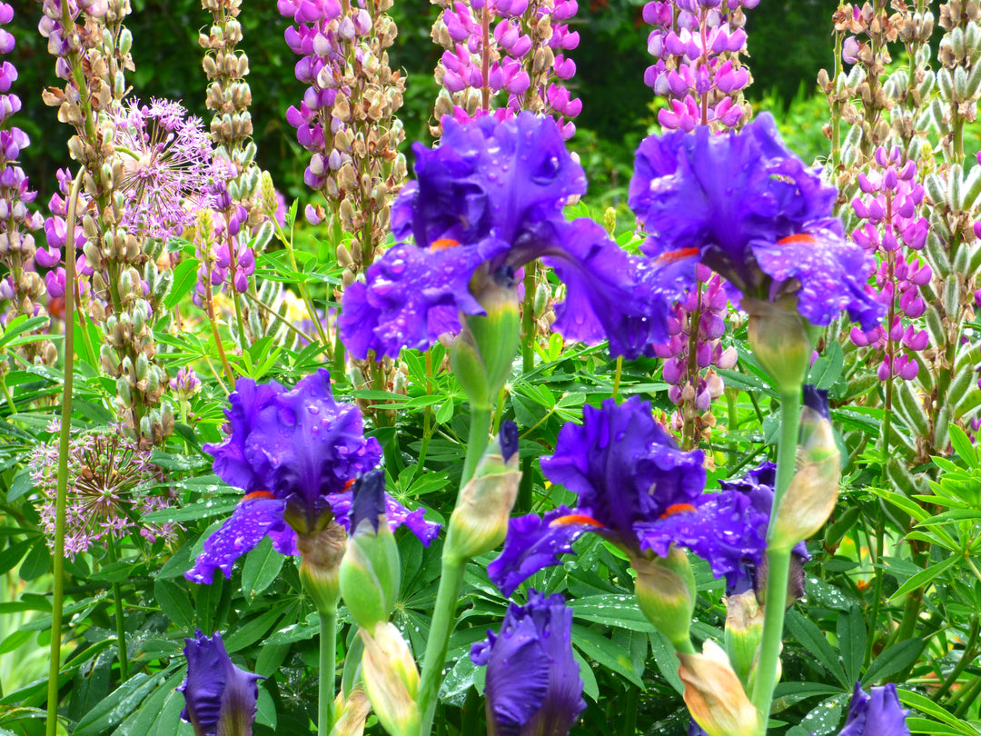 Paul Black – Schreiner's Gardens