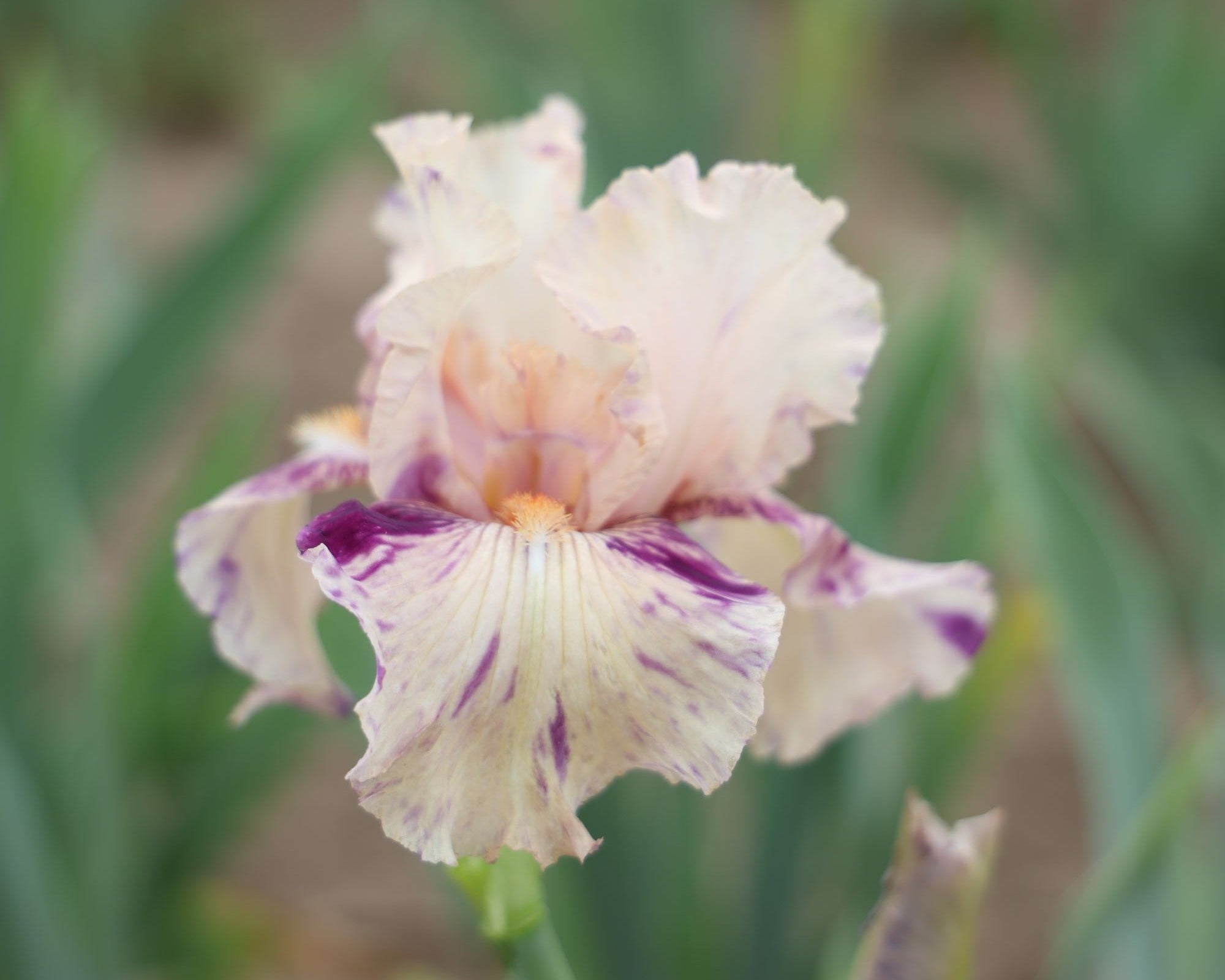 Peach Jam | Tall Bearded Iris – Schreiner's Gardens