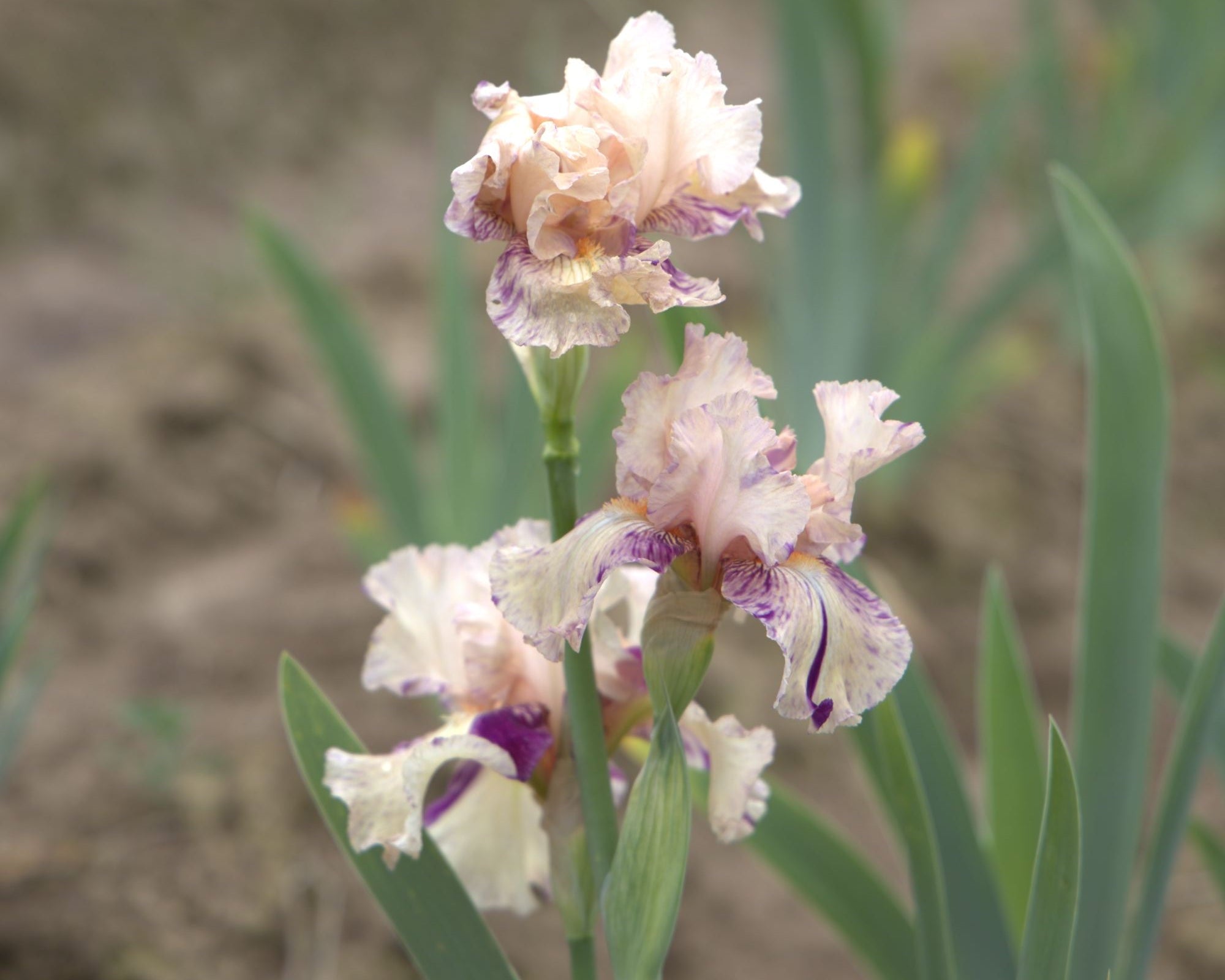 Peach Jam | Tall Bearded Iris – Schreiner's Gardens