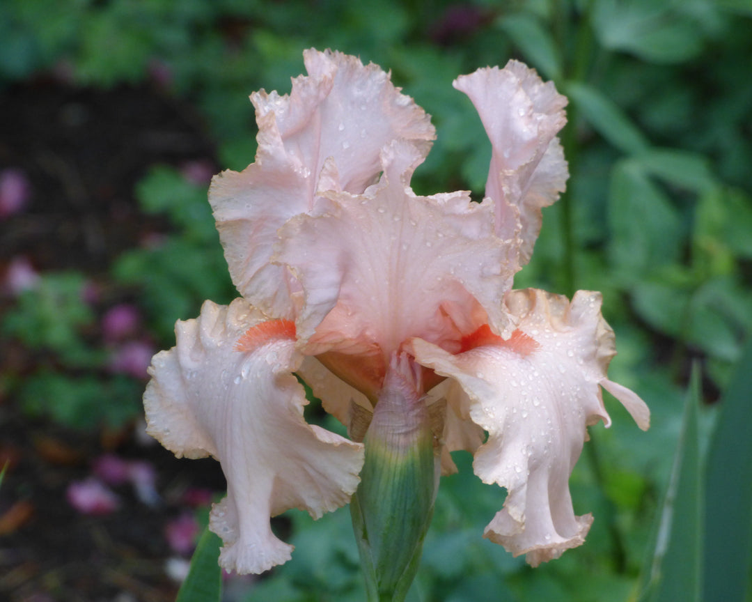 Katie VIRGIN UP drawers ピンクフラワー Peggy Sue – Schreiner's Gardens