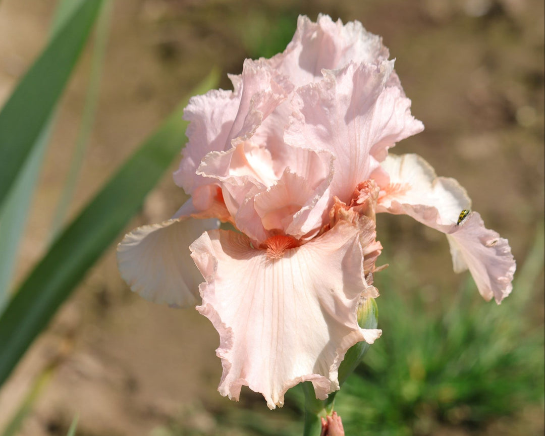 Katie VIRGIN UP drawers ピンクフラワー Peggy Sue – Schreiner's Gardens