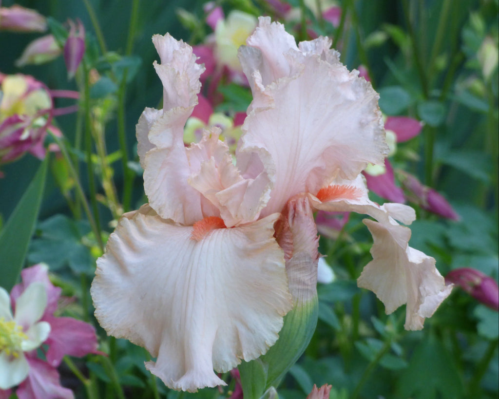 Peggy Sue – Schreiner's Gardens