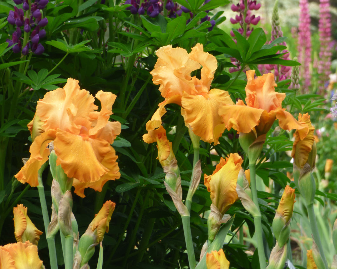 Penny Lane | Tall Bearded Iris – Schreiner's Gardens