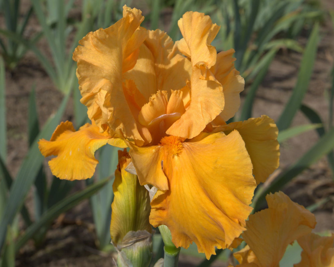 Penny Lane | Tall Bearded Iris – Schreiner's Gardens
