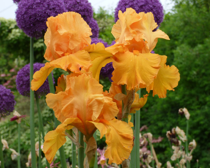 Penny Lane | Tall Bearded Iris – Schreiner's Gardens