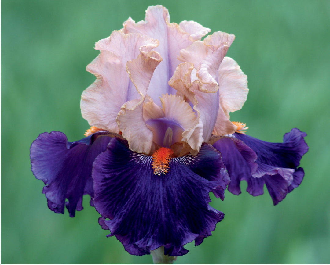 Petalpalooza | Tall Bearded Iris – Schreiner's Gardens