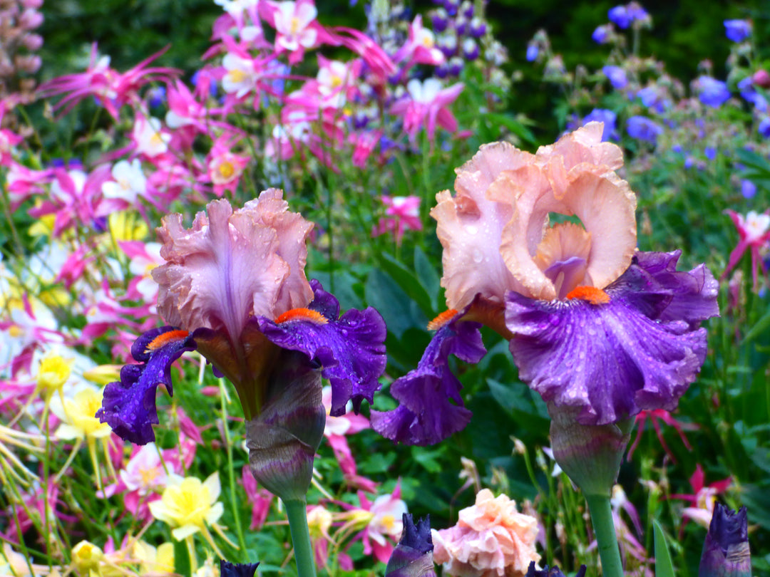 Petalpalooza_2_1080x.jpg?v=