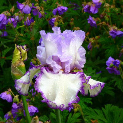 Purple Plicata Iris Bouquet