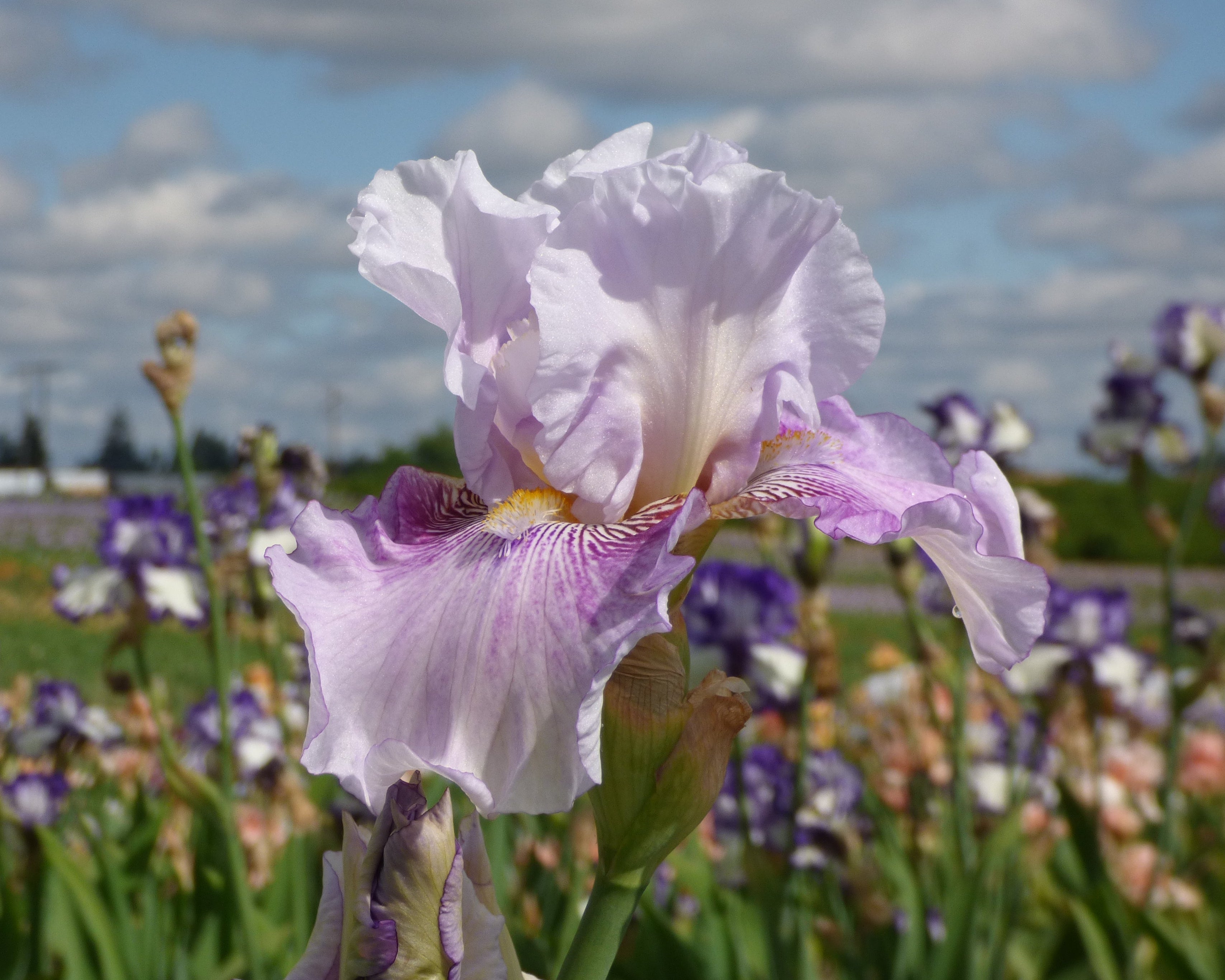 Pickathon | Tall Bearded Iris – Schreiner's Gardens