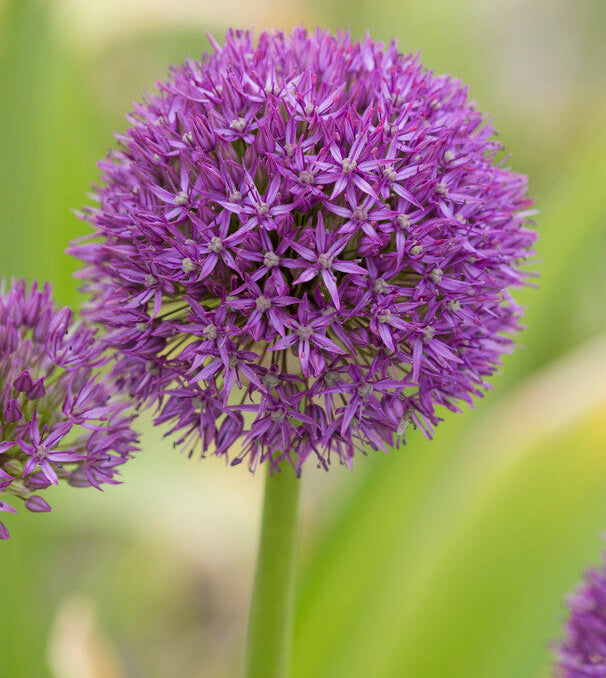 Giant Allium: Pinball Wizard - 4 Bulbs