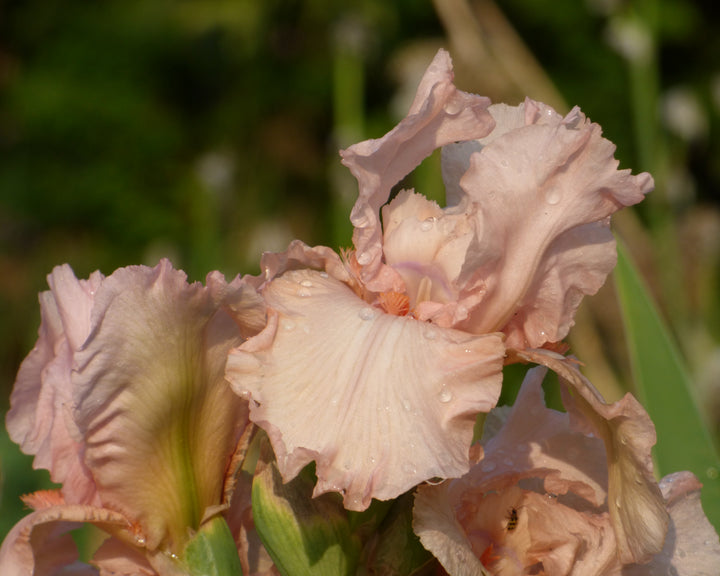 Pink Attraction | Tall Bearded Iris – Schreiner's Gardens