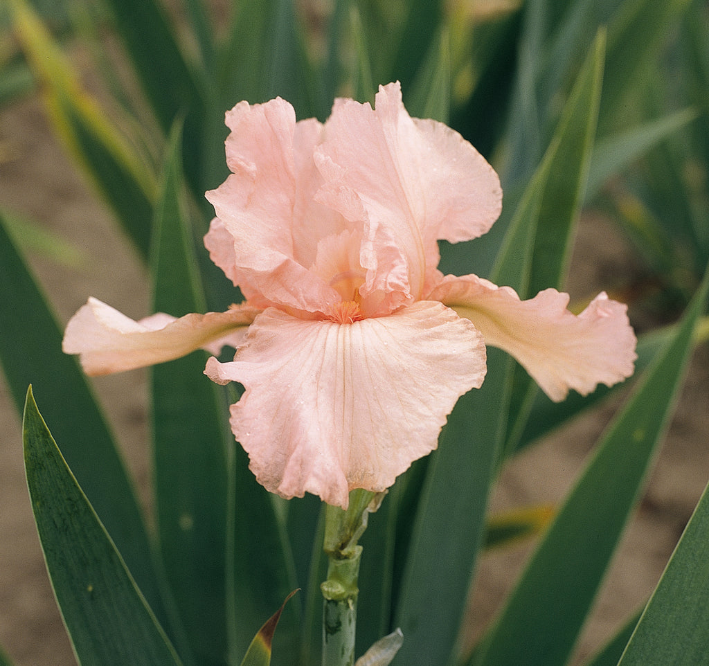Pink Attraction | Tall Bearded Iris – Schreiner's Gardens