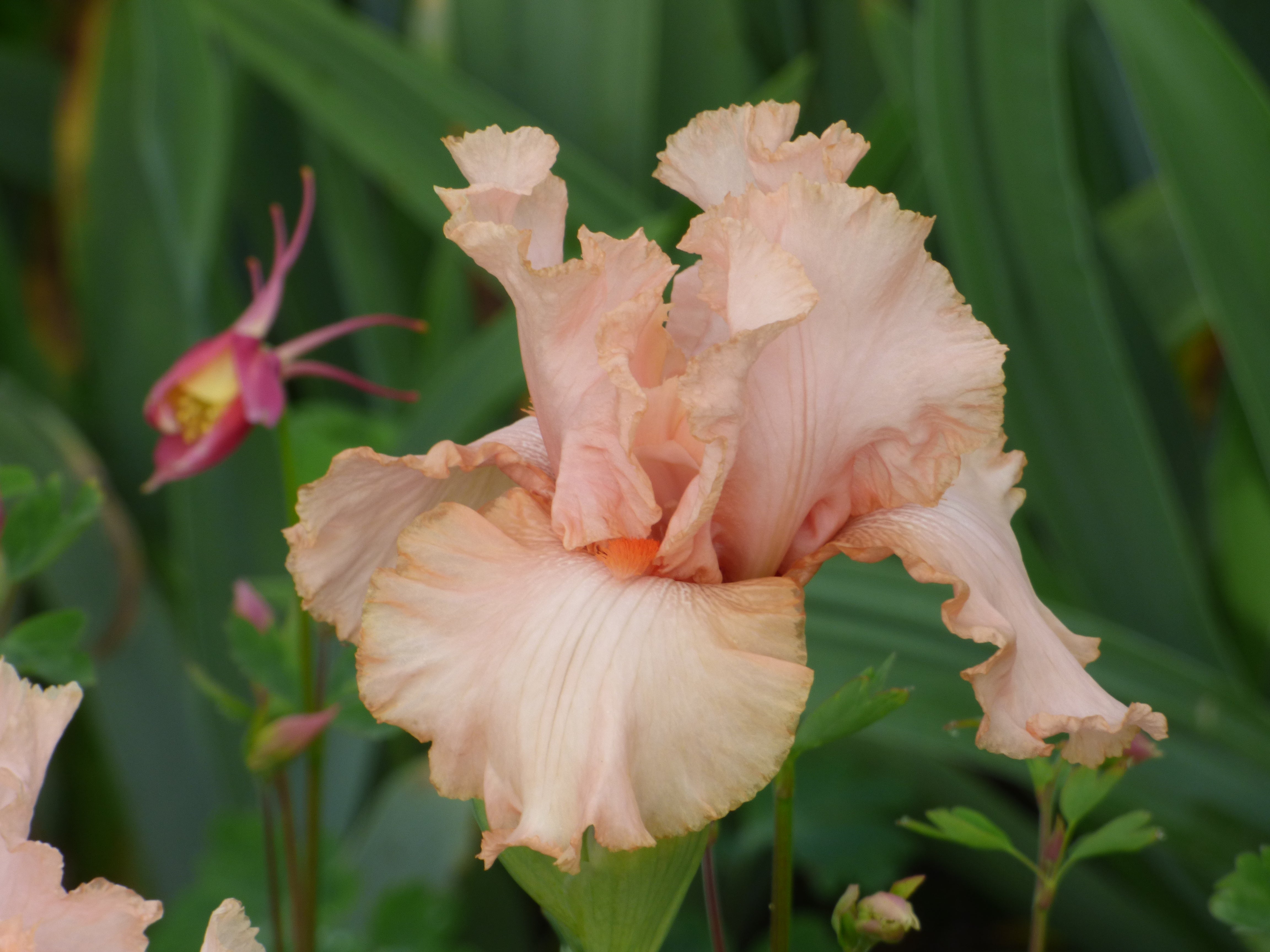 Pink Attraction | Tall Bearded Iris – Schreiner's Gardens