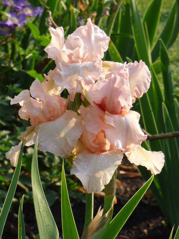 Pink Attraction | Tall Bearded Iris – Schreiner's Gardens