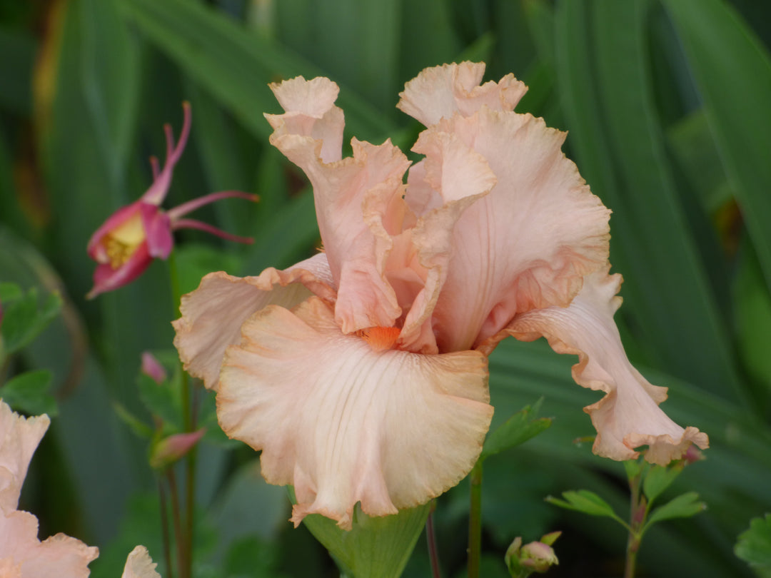 Pink Attraction | Tall Bearded Iris – Schreiner's Gardens