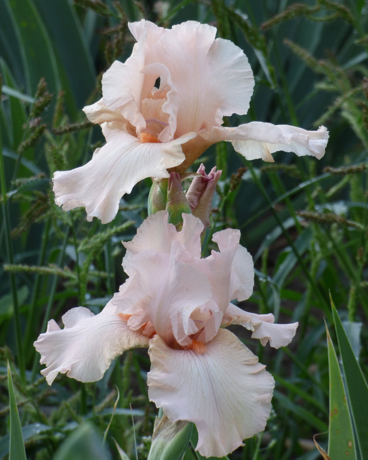 Pink Attraction | Tall Bearded Iris – Schreiner's Gardens