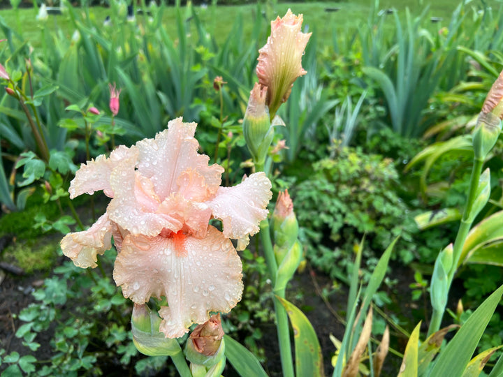 Pink Attraction | Tall Bearded Iris – Schreiner's Gardens