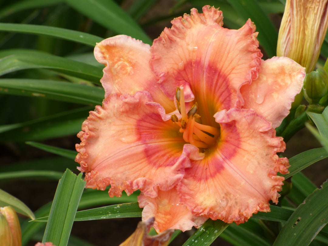 PinkCandle_2_c65d5670-32f0-