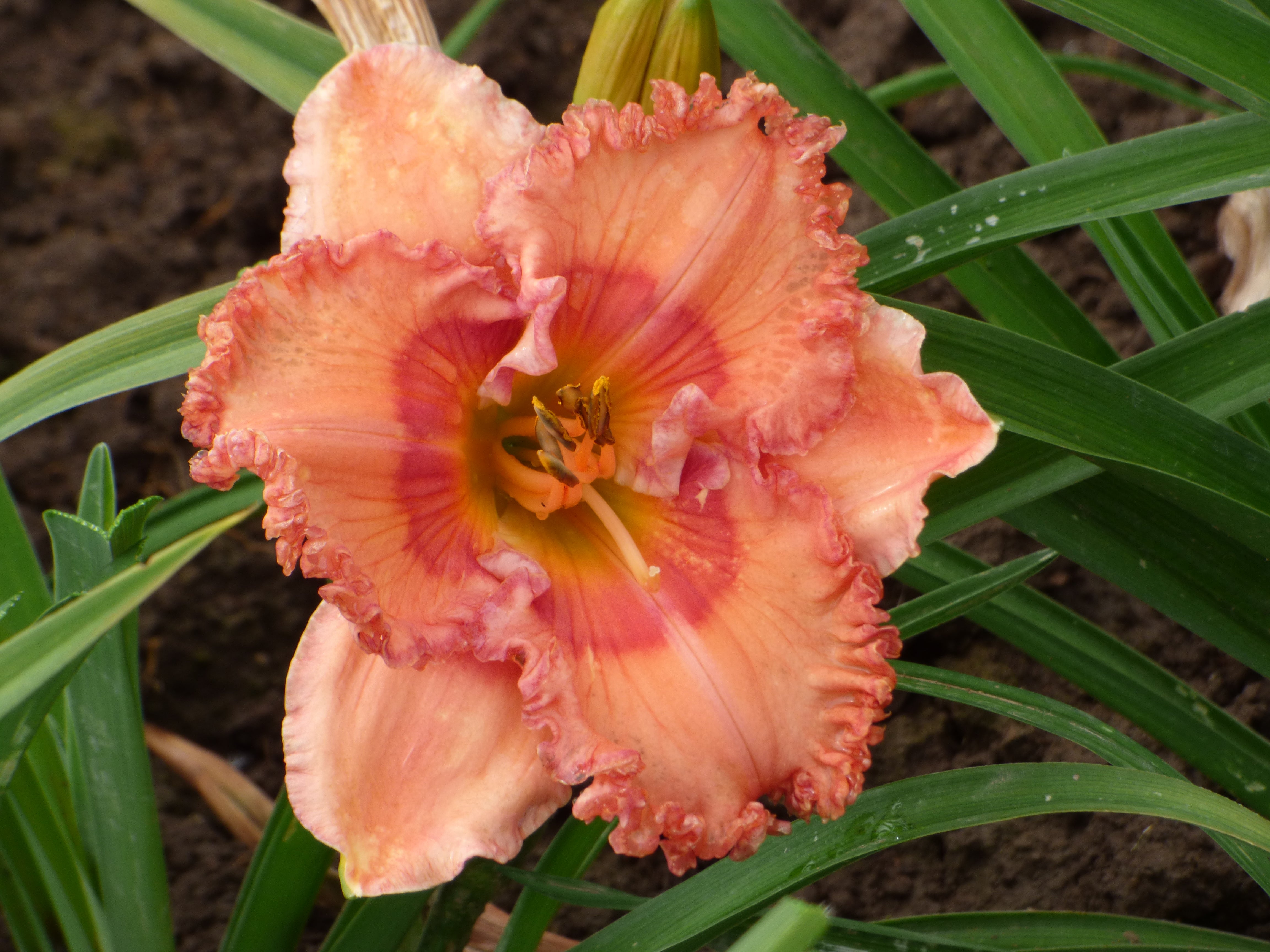 Pink Candle – Schreiner's Gardens