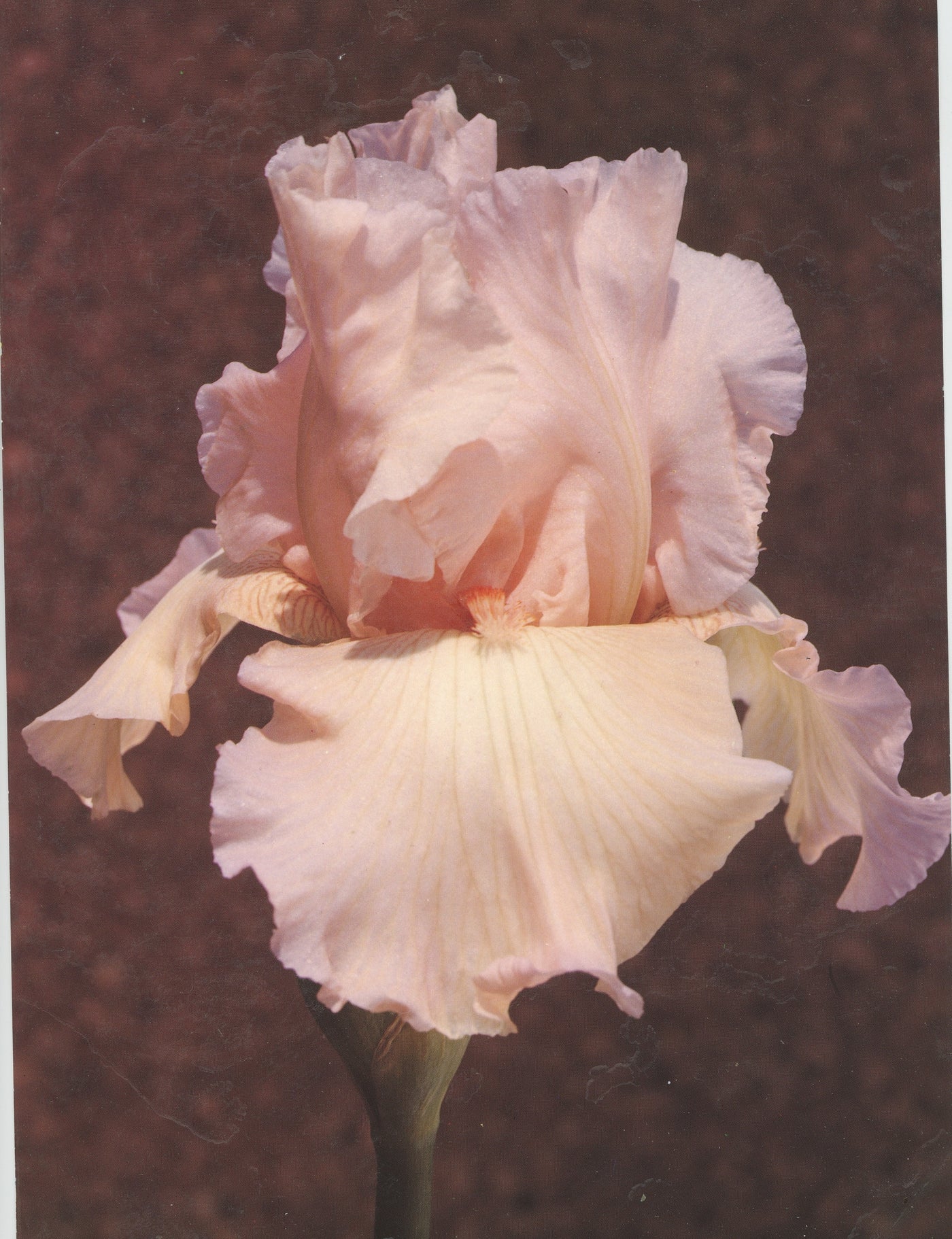 Pink Taffeta – Schreiner's Gardens