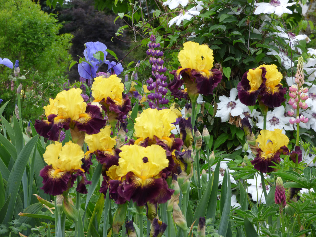 Pirate Ahoy | Tall Bearded Iris – Schreiner's Gardens