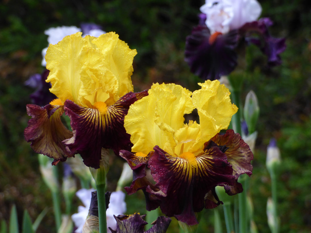 Pirate Ahoy | Tall Bearded Iris – Schreiner's Gardens