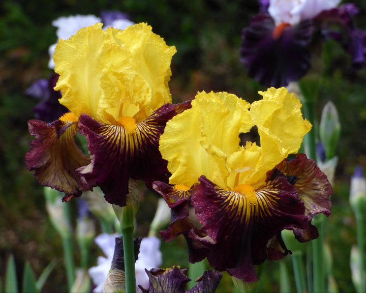 Pirate Ahoy | Tall Bearded Iris – Schreiner's Gardens