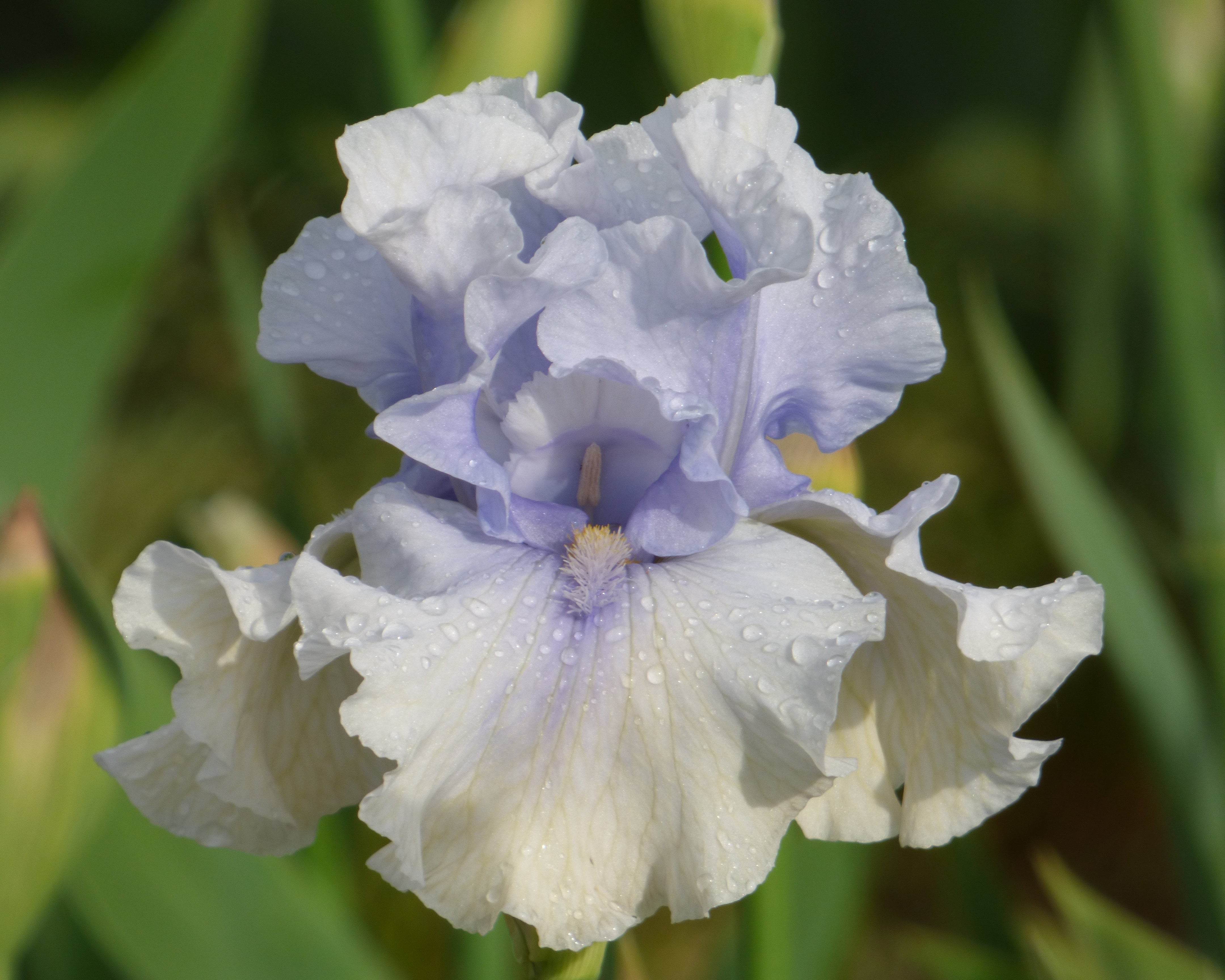 Playing Hooky| Tall Bearded Iris – Schreiner's Gardens