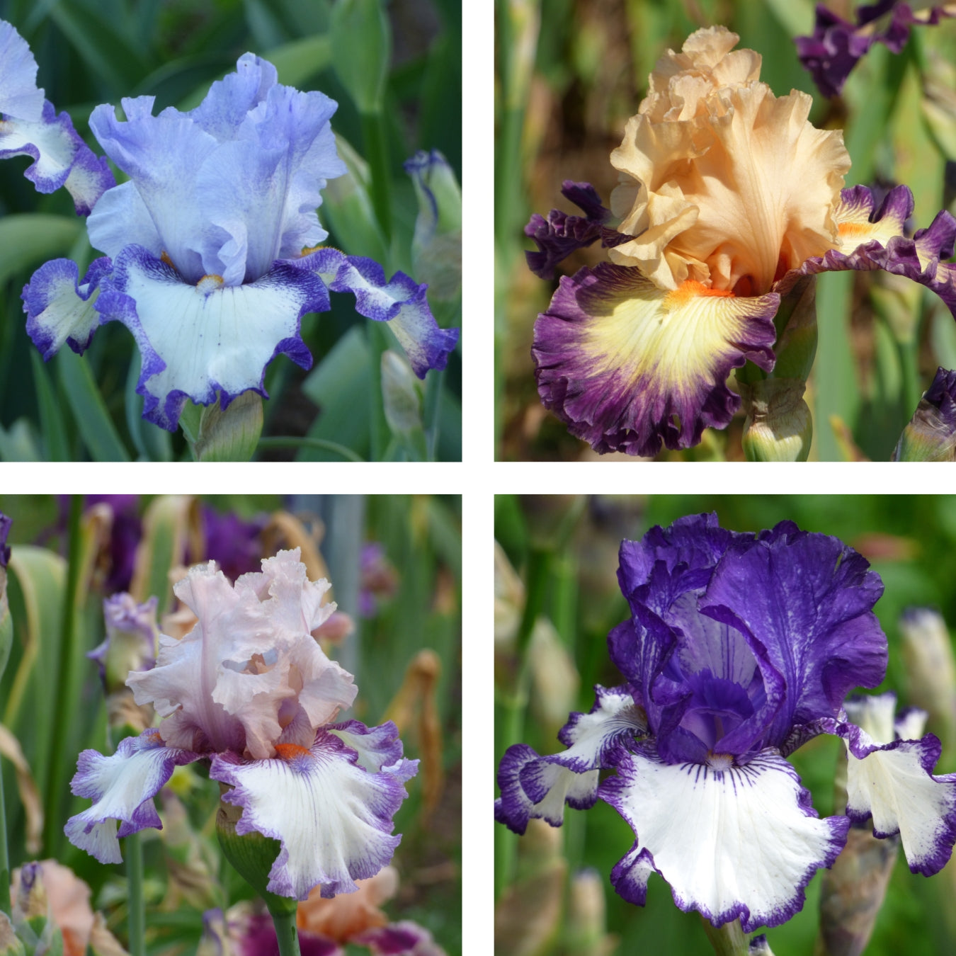 Purple Plicata Iris Bouquet