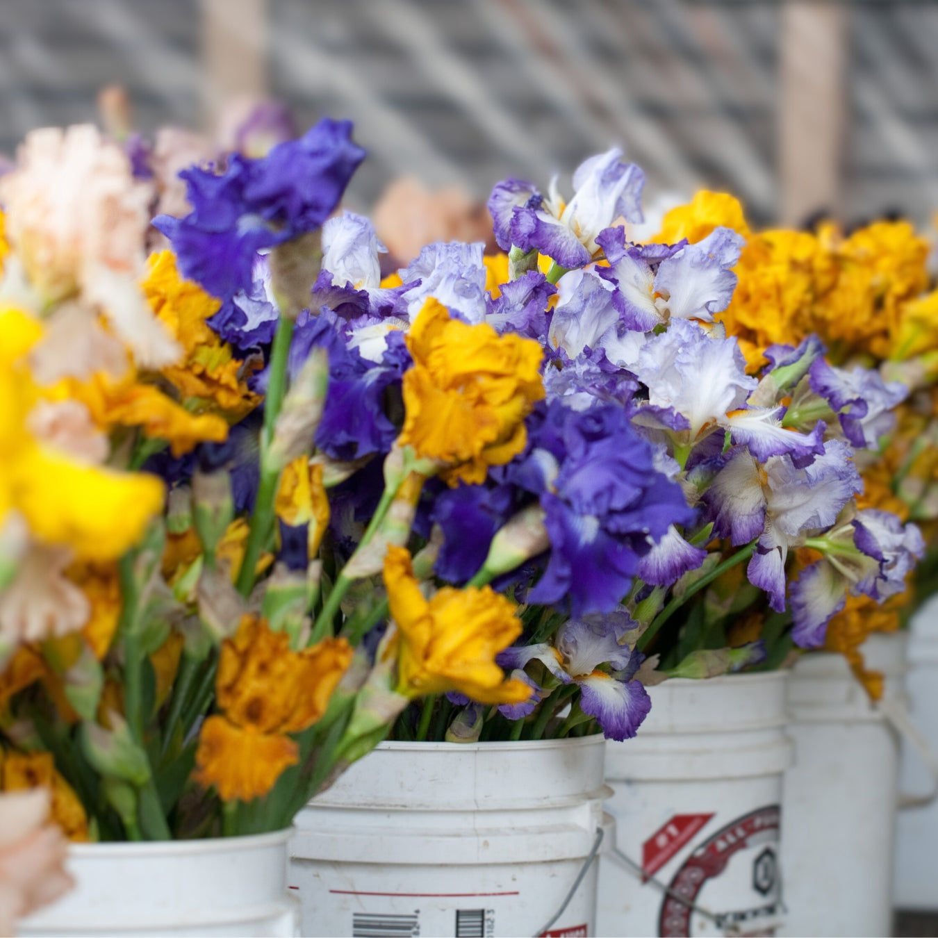 Fresh Cut Iris Stems - Wholesale Mixed Hamper 160 Stems