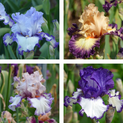 Purple Plicata Iris Bouquet