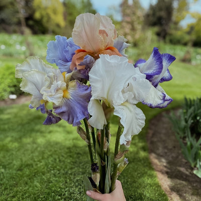 Iris Bouquet- Multi-Color