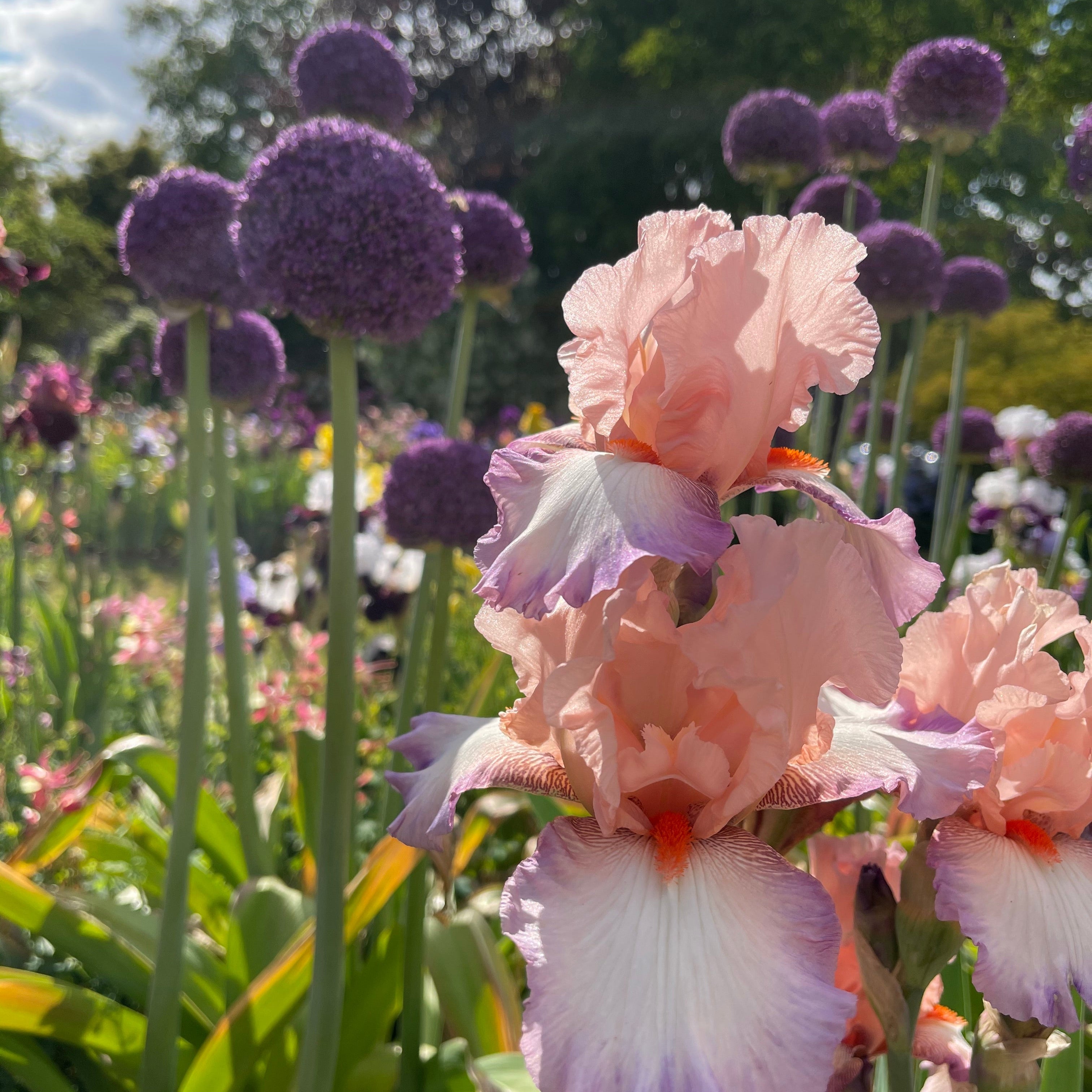 Poesie | Tall Bearded Iris – Schreiner's Gardens