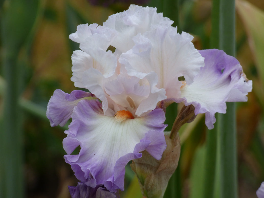 Polite Applause | Tall Bearded Iris – Schreiner's Gardens