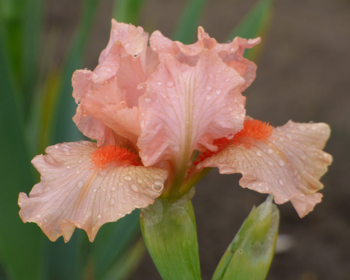 Portland Pink | Dwarf Bearded Iris – Schreiner's Gardens