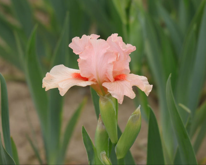 Portland Pink | Dwarf Bearded Iris – Schreiner's Gardens