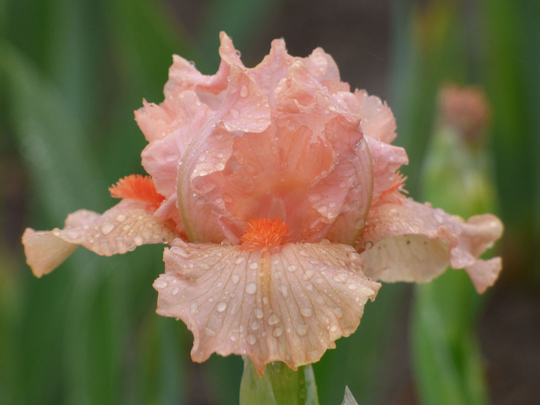 Portland Pink | Dwarf Bearded Iris – Schreiner's Gardens