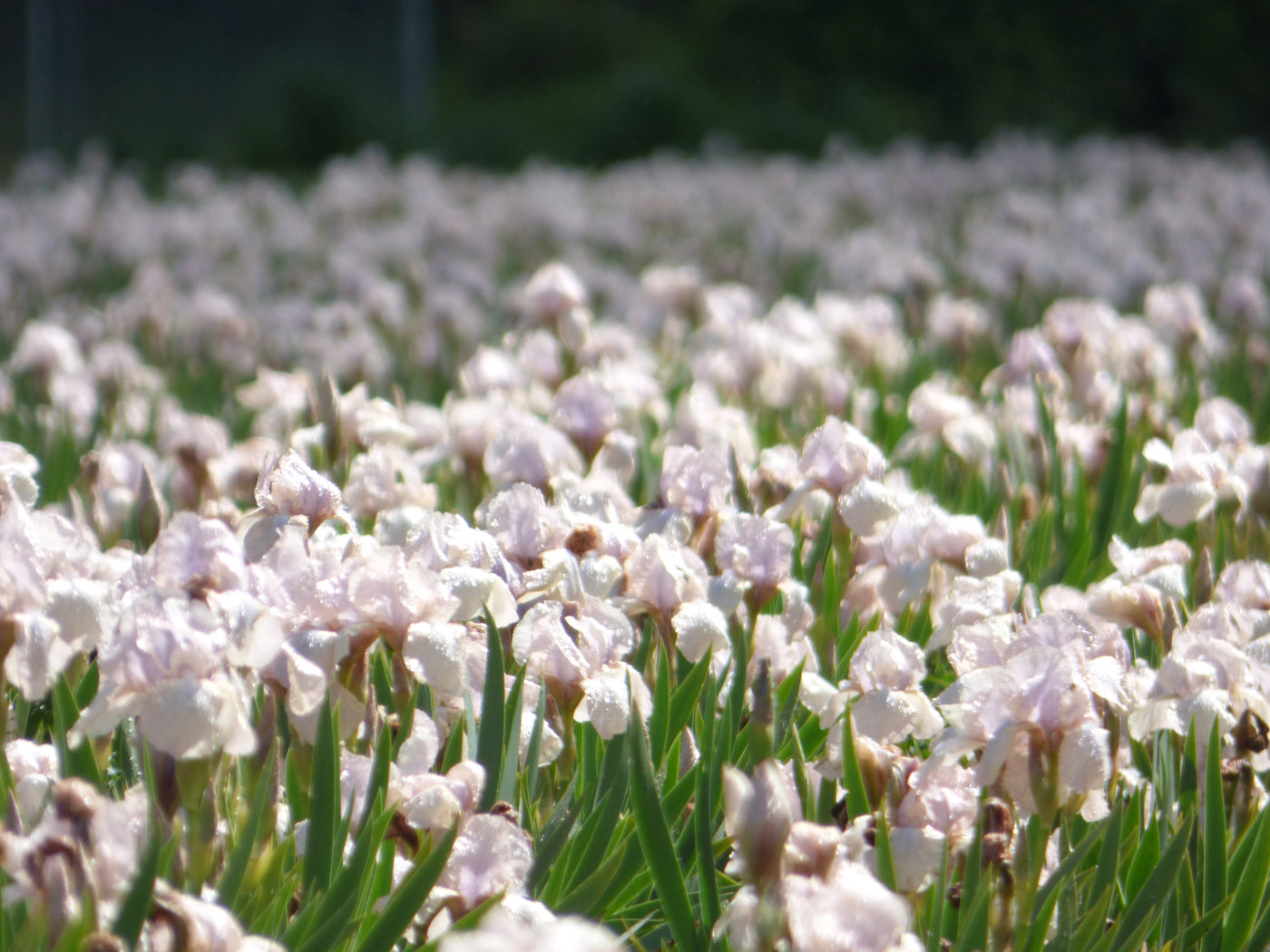 Precious Little Pink