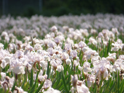 Precious Little Pink