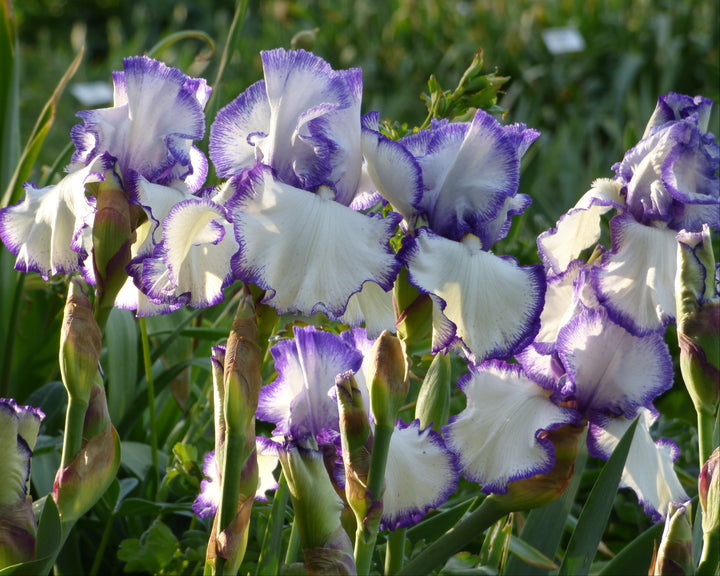 Presby's Crown Jewel | Tall Bearded Iris – Schreiner's Gardens