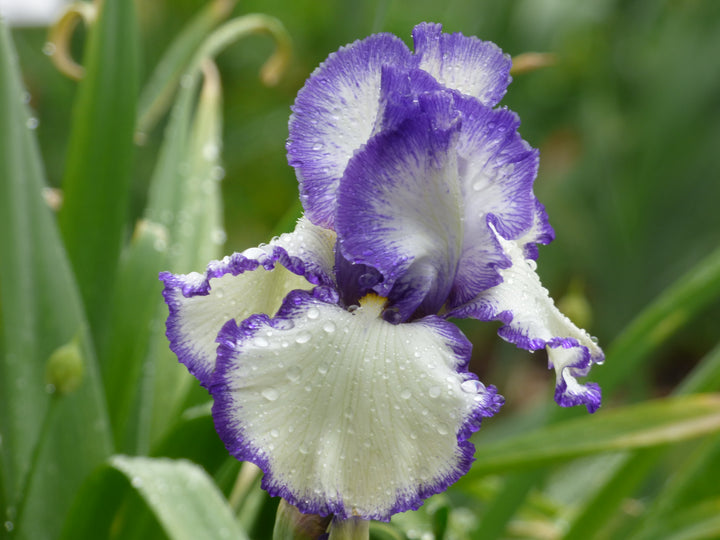 Symmetry × Asymmetry ガーデンクォーツ 貔貅 Twins Presby's Crown Jewel | Tall Bearded Iris – Schreiner's Gardens