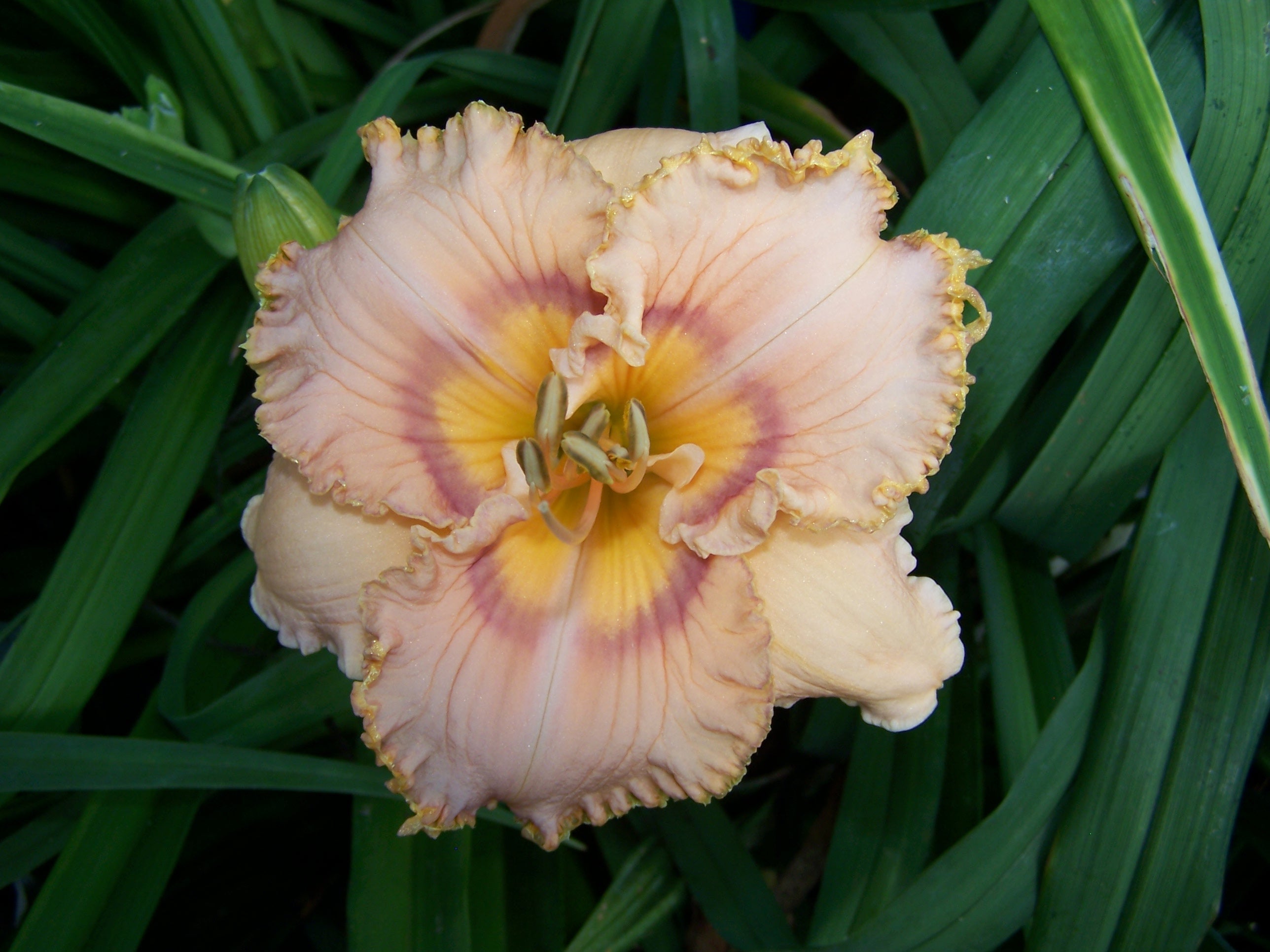 Prickly Sensation – Schreiner's Gardens