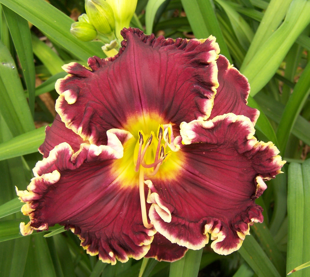 Private Reserve | Spring Daylily Catalog – Schreiner's Gardens