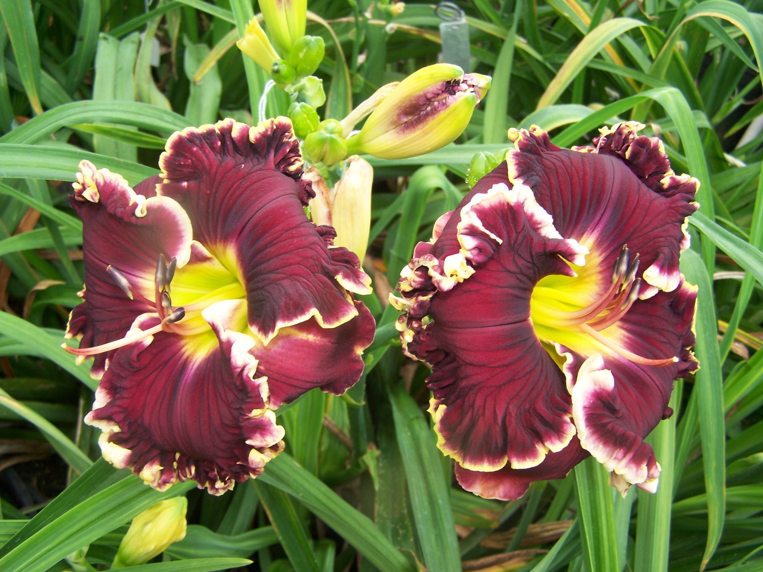 Private Reserve | Spring Daylily Catalog – Schreiner's Gardens