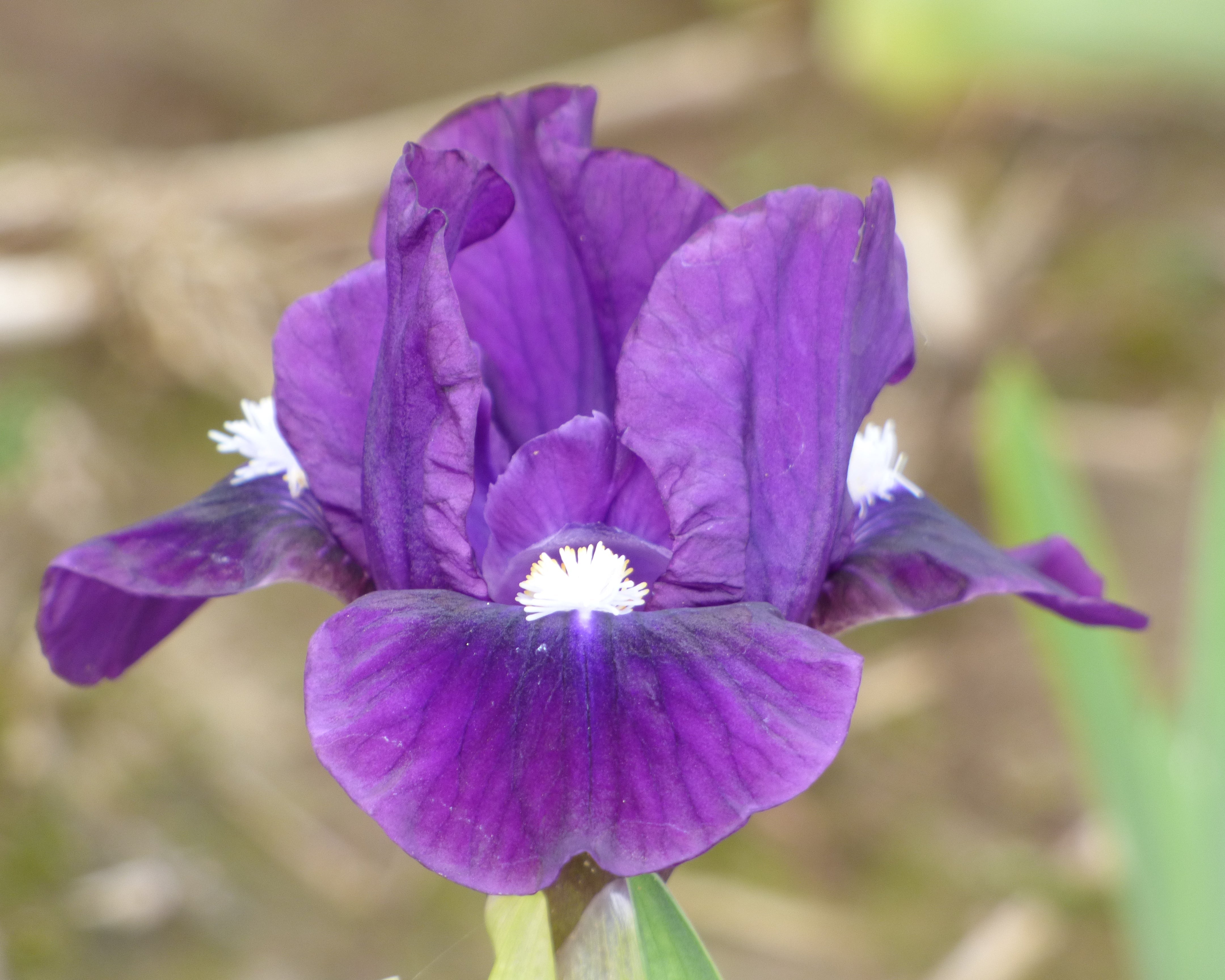 Prof | Standard Dwarf Bearded Iris – Schreiner's Gardens