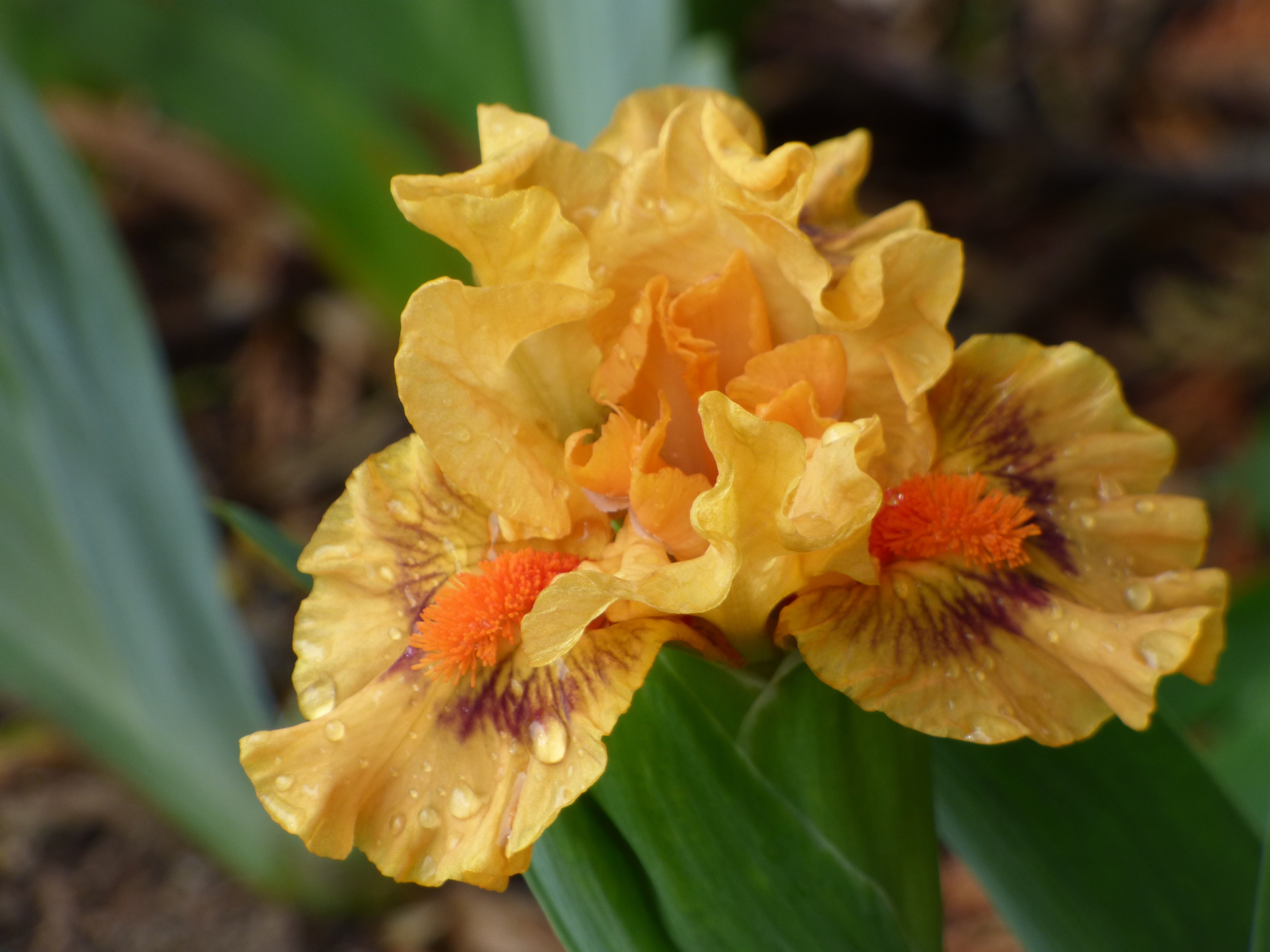 アイカツスターズ チャーミーフラワー Pure Juice | Dwarf Bearded Iris – Schreiner's Gardens