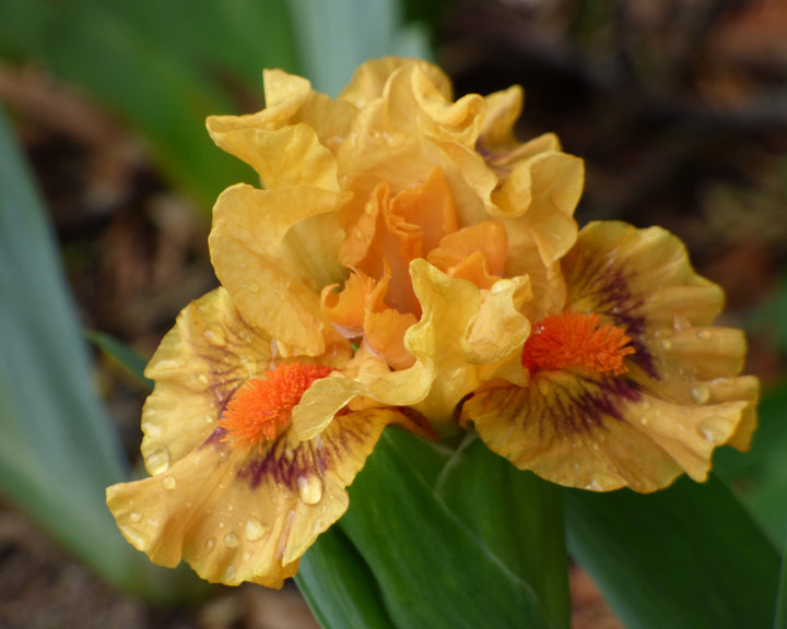 Pure Juice | Dwarf Bearded Iris – Schreiner's Gardens