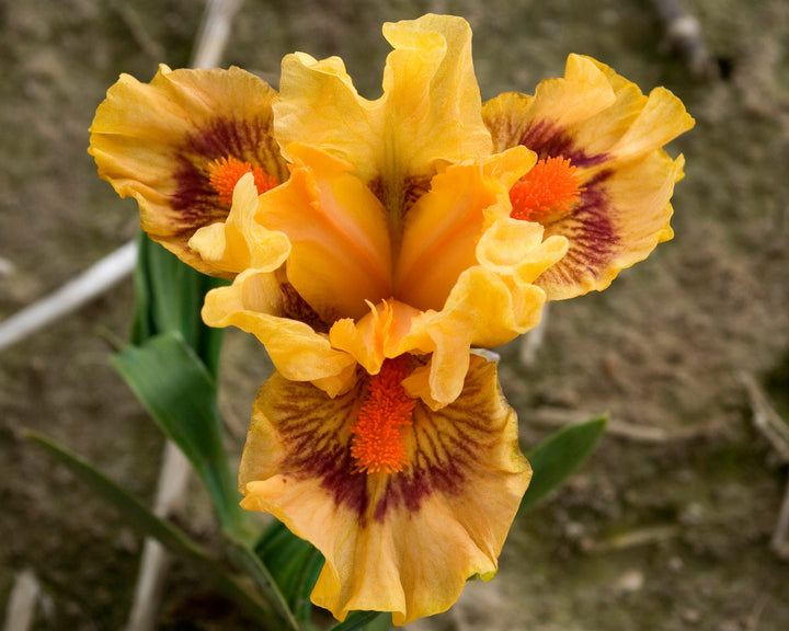 Pure Juice | Dwarf Bearded Iris – Schreiner's Gardens