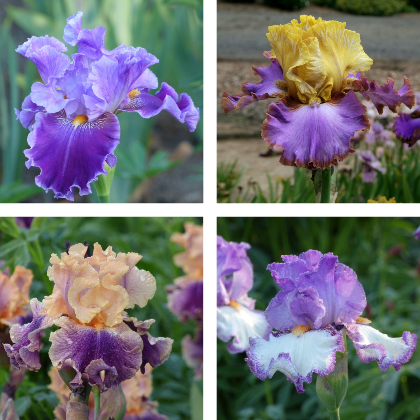 Purple/Blue Color Collection - 15, 25, or 50