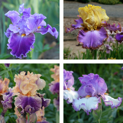 Purple/Blue Color Collection - 15, 25, or 50